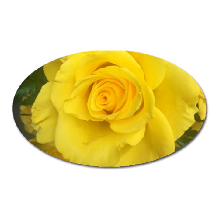 Yellow rose Magnet (Oval)