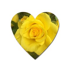 Yellow Rose Magnet (heart) by glendatartist