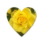 Yellow rose Magnet (Heart) Front