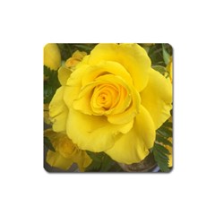 Yellow Rose Magnet (square) by glendatartist