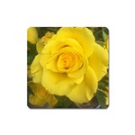 Yellow rose Magnet (Square) Front