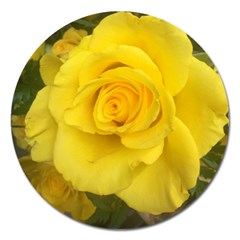 Yellow Rose Magnet 5  (round) by glendatartist