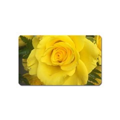 Yellow Rose Magnet (name Card) by glendatartist