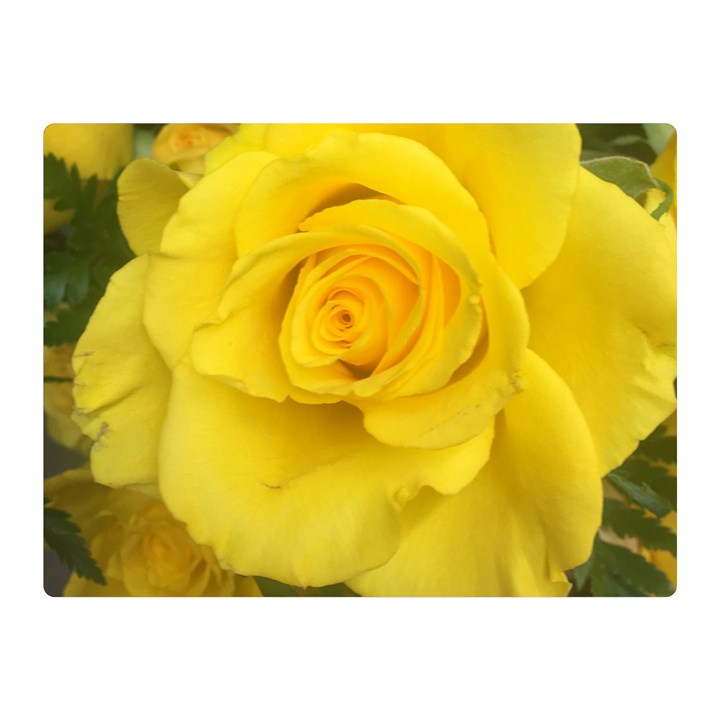 Yellow rose Double Sided Flano Blanket (Mini)