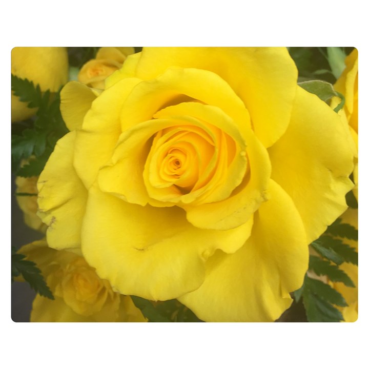 Yellow rose Double Sided Flano Blanket (Medium)