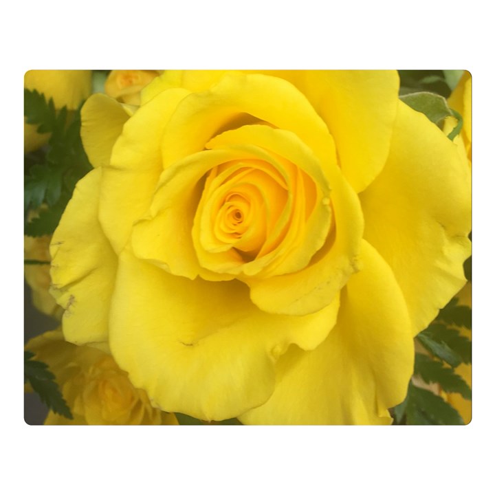 Yellow rose Double Sided Flano Blanket (Large)