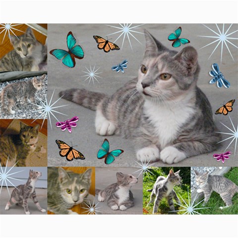 Kitty Pics #3 By R K  Felton 10 x8  Print - 2