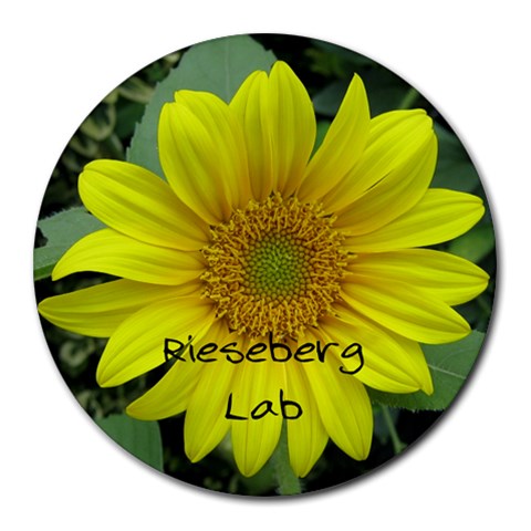 Rieseberg Lab By M  Cathay 8 x8  Round Mousepad - 1