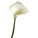 Calla Lily Flower