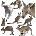kangaroo and Joey - Page 001