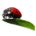 red ladybug