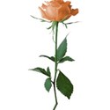 Orange rose