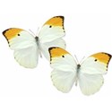 6  Butterfly (www[1].cute-pictures.blogspot.com)