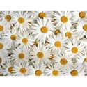 daisys