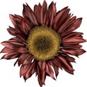 Sunflower2