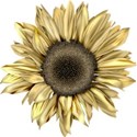 moo_blooming_sunflower