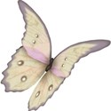 moo_summersend_butterfly2