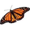 DZ_YIP_June_butterfly1