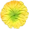 floweryellow