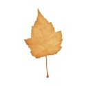 jss_timeforfall_paper leaf 2