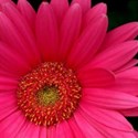 pink daisy