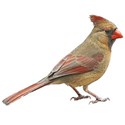 cardinal