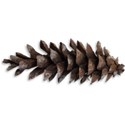 Pinecone with Shadow 02