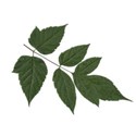 leaves1