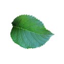 leaf 1