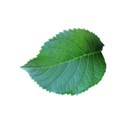 leaf 2