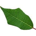 leaf 5