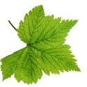 leaf 27
