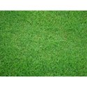 green_grass 1