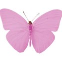 butterfly pink