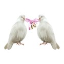 doves rings ribbon