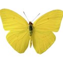 butterfly yellow