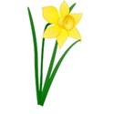 daffodil