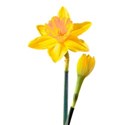 daffodil2