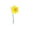 daffodil3