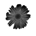 Black Flower