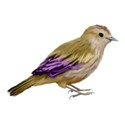 bird purple brown