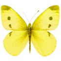 butterfly yellow 2