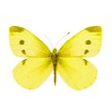 butterfly yellow