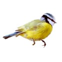chickadee yellow 2
