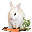 cluster bunny carrot 2
