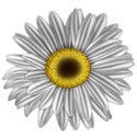 KKGerbera12