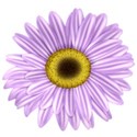 KKGerbera16