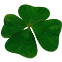 four leaf clover 2