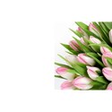 pink tulips