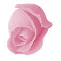 pink rosebud